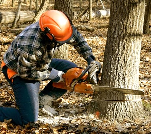 Tree Removal in Montville, OH